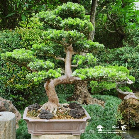 大型庭園樹|[真柏] 大型庭園樹.整理滿峯園．BONSAITW以老樹傳。